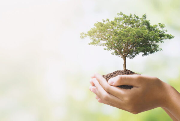 manos y planta crecimiento